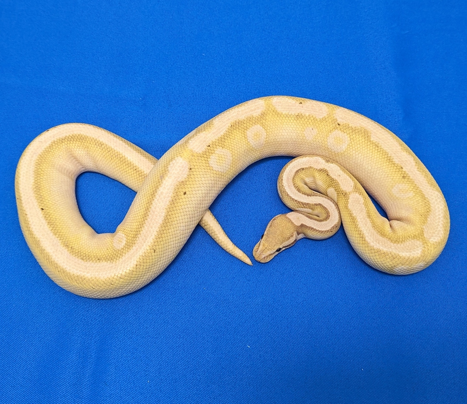 Female Maker Banana GHI Mystic 100% Double Het Clown Pied Ball Python ...