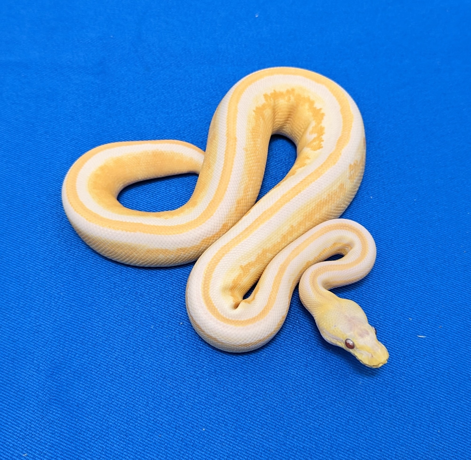 Stranger Cinnamon Lavender Albino 100% Het Piebald Ball Python by Amos ...
