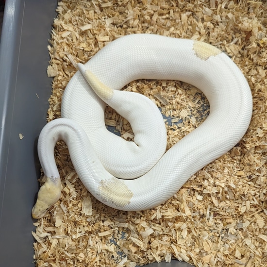 Banana Mojave Yellow Belly Pastel Hypo Piebald Ball Python by Amos Reptiles