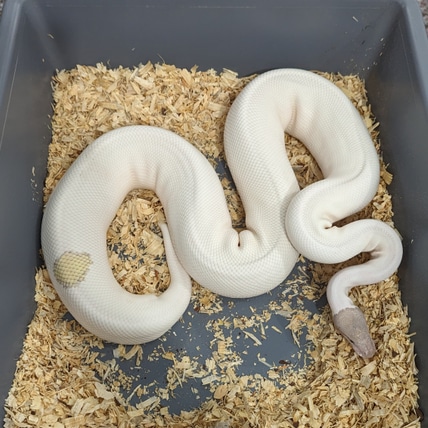 Banana Leopard Mojave Hypo Piebald Ball Python