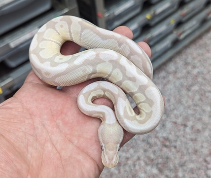 VPI Lavender Snow 100% Het Piebald Ball Python by Amos Reptiles ...
