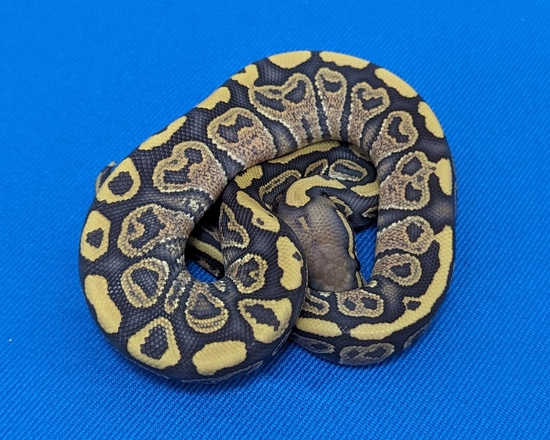 Hurricane Hypo 100% Het Rainbow Ball Python by Amos Reptiles