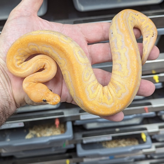 Stranger Banana Clown Ball Python by Amos Reptiles