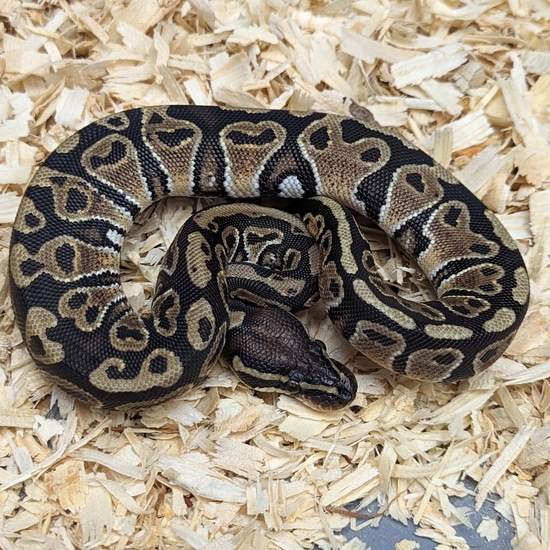 Hurricane 100% Double Het Hypo Rainbow Ball Python by Amos Reptiles
