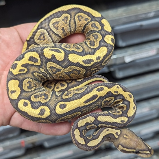 Hurricane Hypo 100% Het Rainbow Ball Python by Amos Reptiles