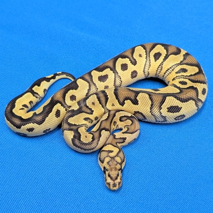 Hurricane Orange Dream Fire Clown 100% Het Axanthic VPI Ball Python