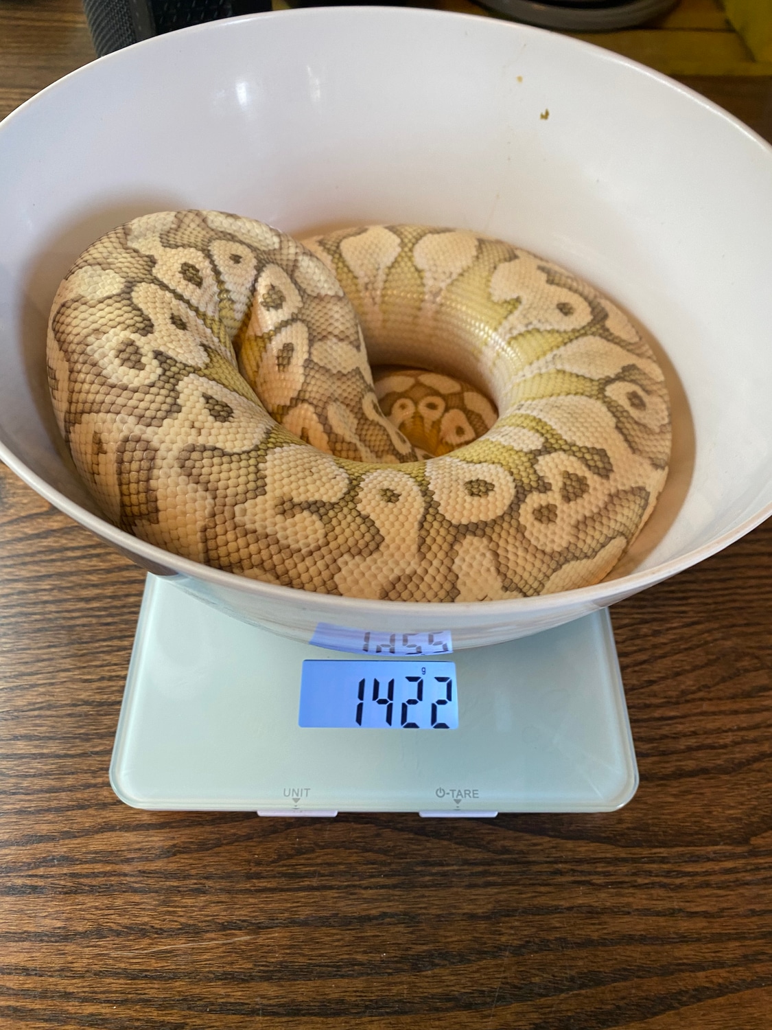 19 Super Pastel Lesser Ball Python by Mad Monkey Morphs - MorphMarket
