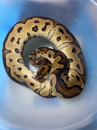F 400g Clown Het Pied Het Albino Ball Python by Mad Monkey Morphs