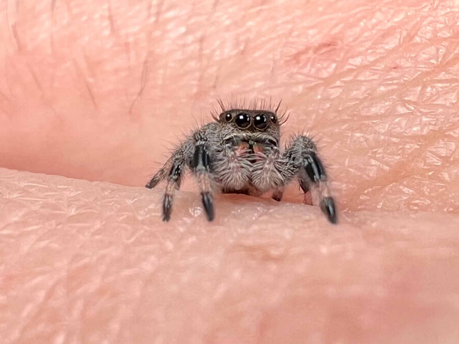 Phidippus Regius (Presumed) Female Single Spiderling True Spider by Amy