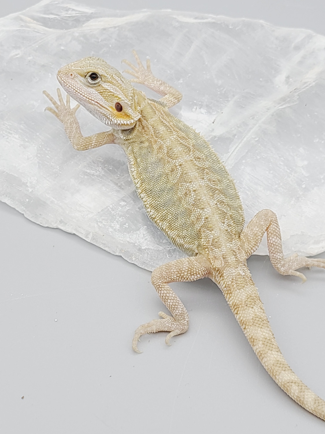 Hypo White Translucent Leatherback 50 Het Zero Central Bearded Dragon by Upscalz Classic