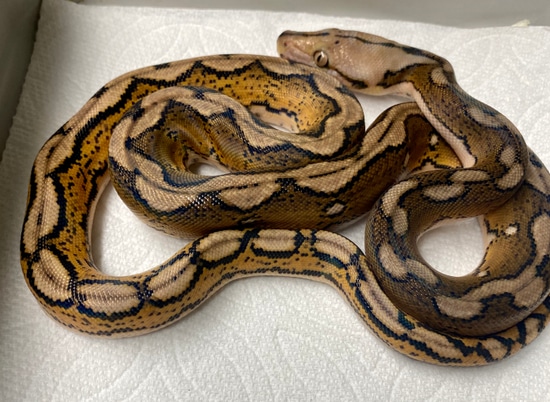 Motley Tiger 100% Het Indo Caramel Reticulated Python by Anaheim Exotics