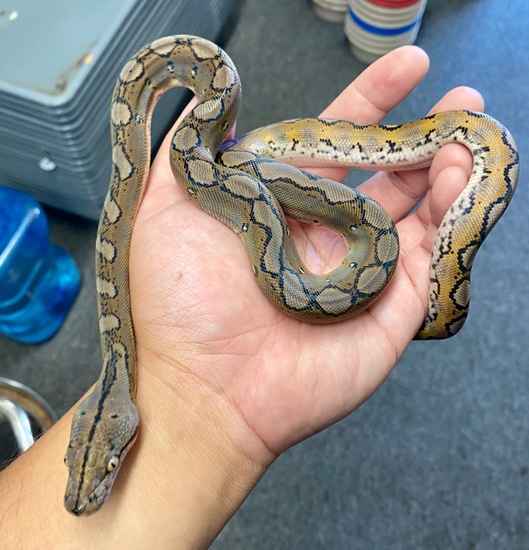 Motley 100% Het Indo Caramel Reticulated Python by Anaheim Exotics
