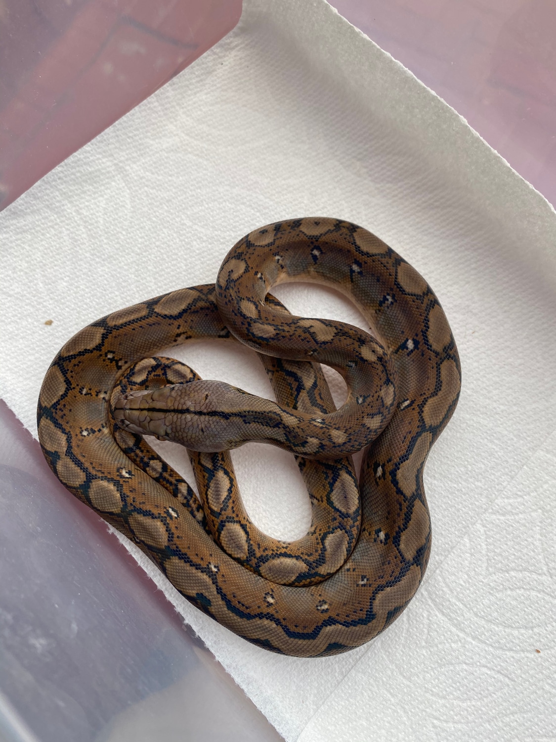 Motley 100% Het Indo Caramel Reticulated Python by Anaheim Exotics ...