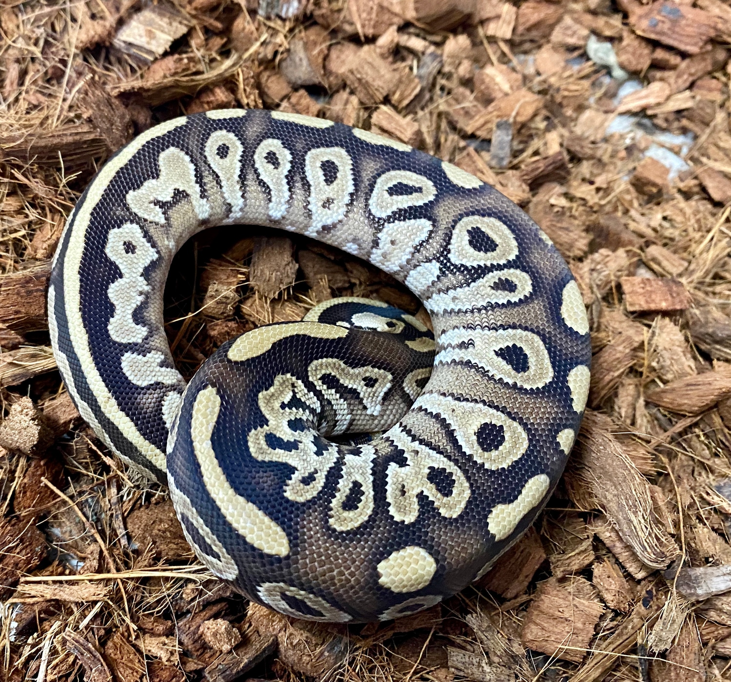 Mojave Ball Python by Anaheim Exotics - MorphMarket