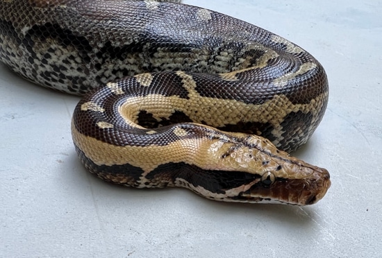 2022, FEMALE, Borneo Short Tail Python Borneo Short-Tailed Python by ...
