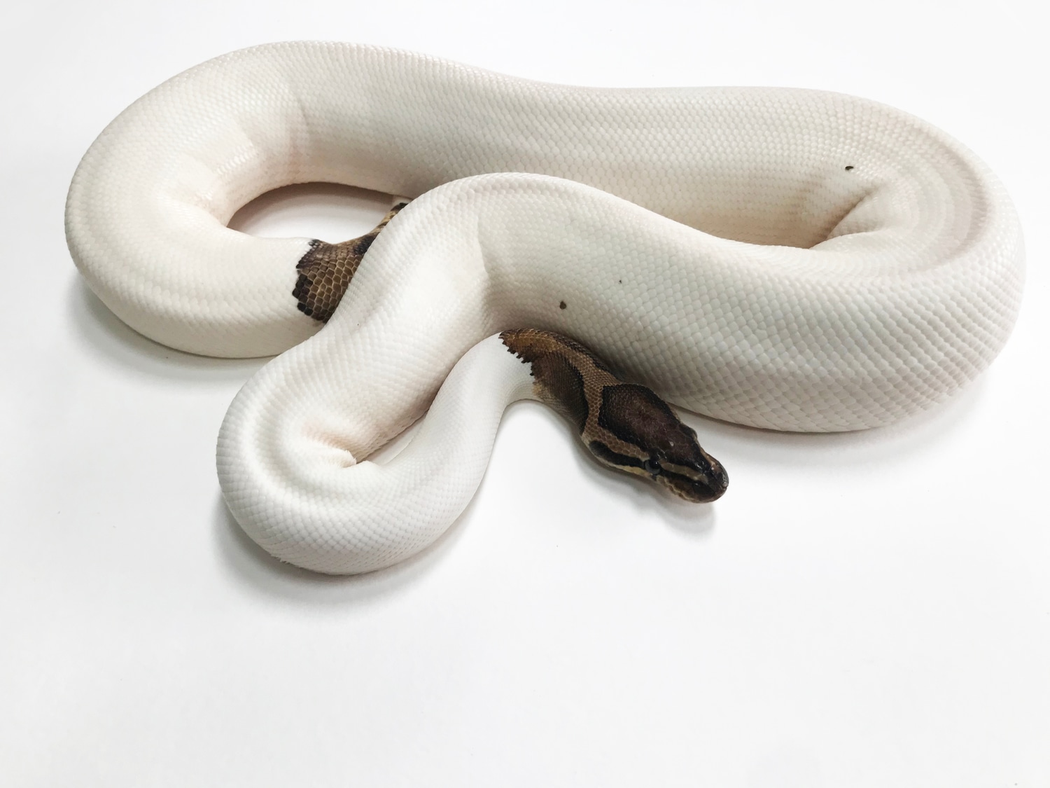 Pied Het Lavender Albino Female Ball Python by Andi's Ball Pythons ...
