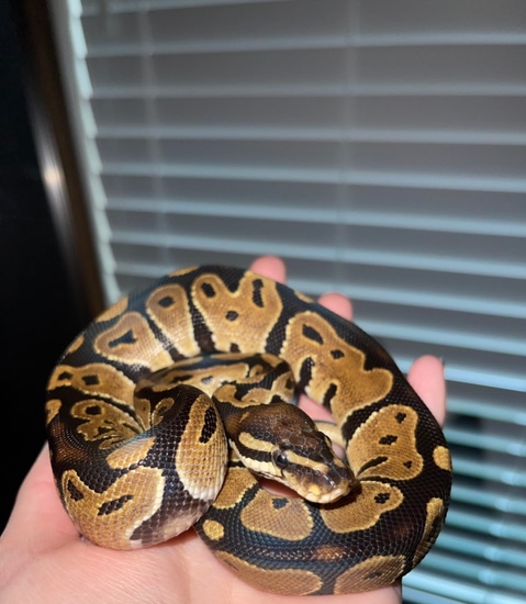 Normal Het Hypo Ball Python by Stone Cold Exotics