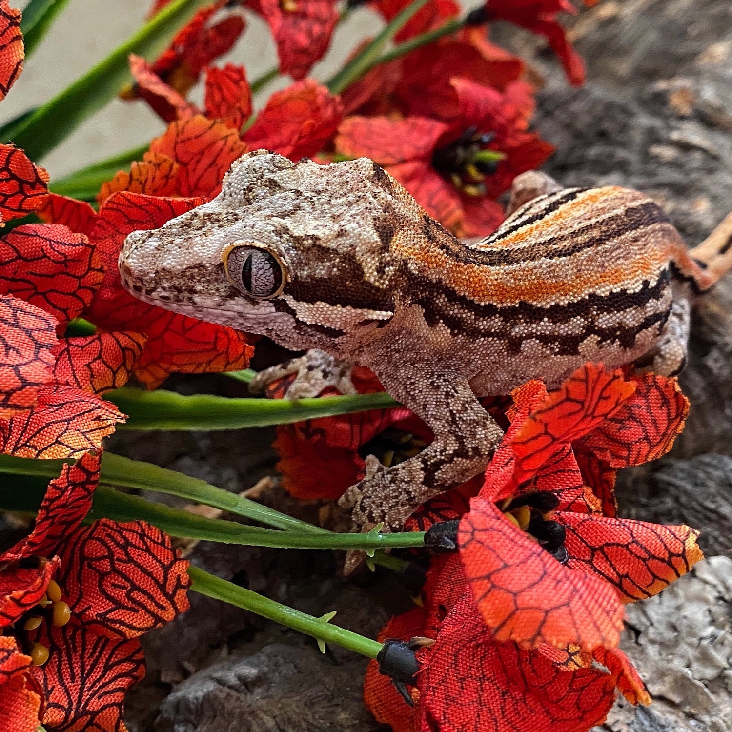 Unsexed Orange & Black Striped Gargoyle Gecko by Gray Sky Exotics