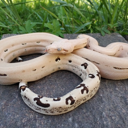 Scoria BWC / Paradigm 100% Het Anery Boa Constrictor