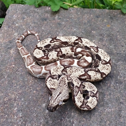 IMG Arcticglow Boa Constrictor