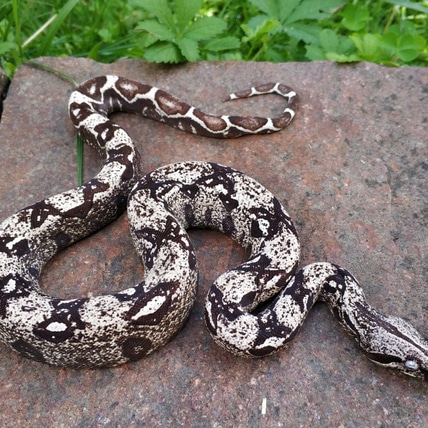 IMG Arctic Boa Constrictor