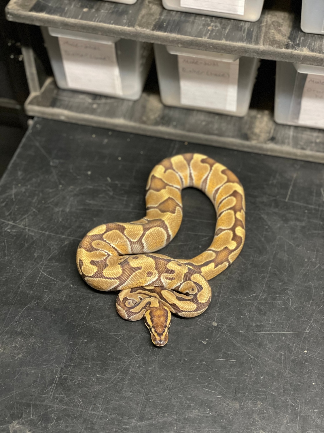 Enchi Special Citron Ball Python by 408reptiles - MorphMarket