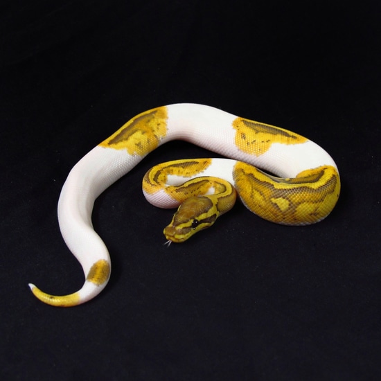 Caramel Albino Pied Ball Python by A Python's Paradise