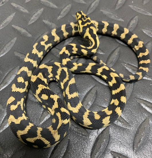 Jungle Carpet Jungle Carpet Python by Andrew’s Reptiles