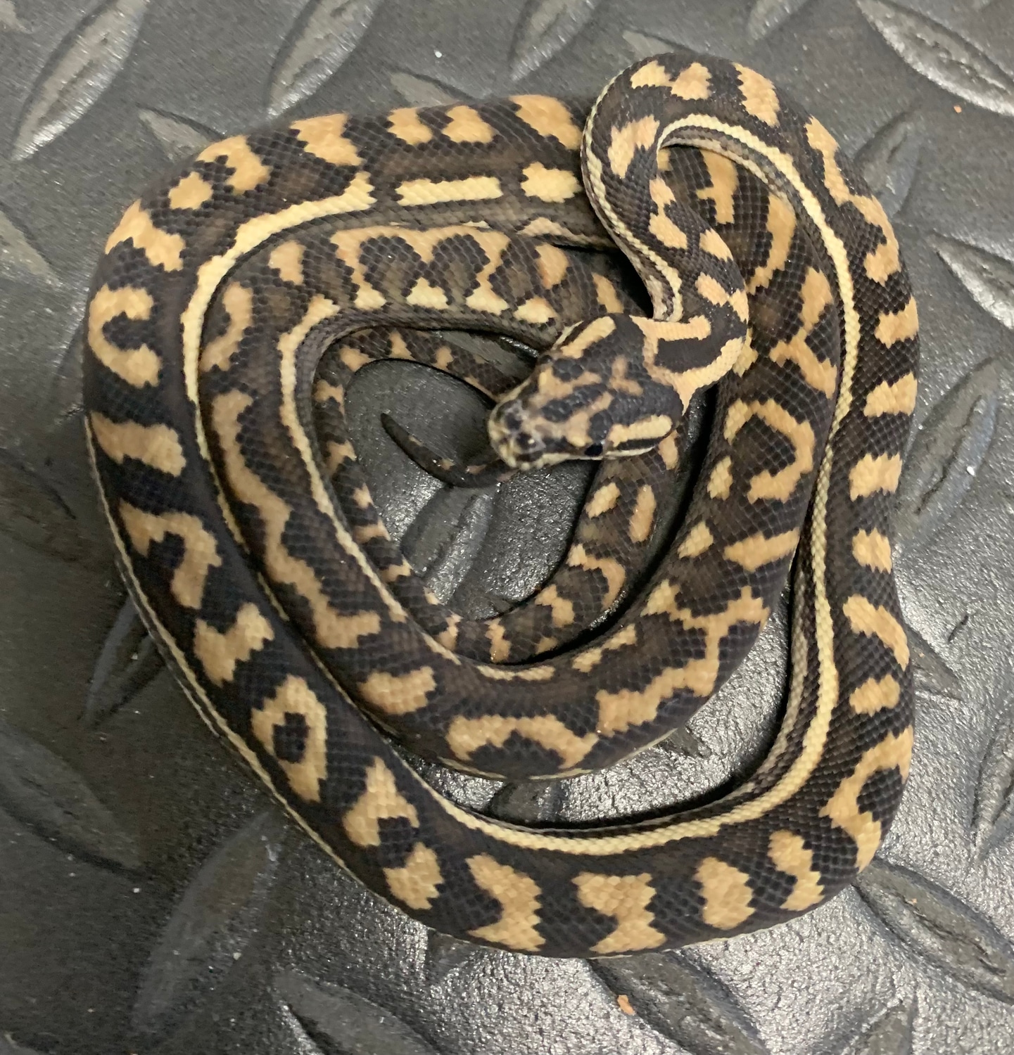 Carpet Coastal Carpet Python by Andrew’s Reptiles - MorphMarket