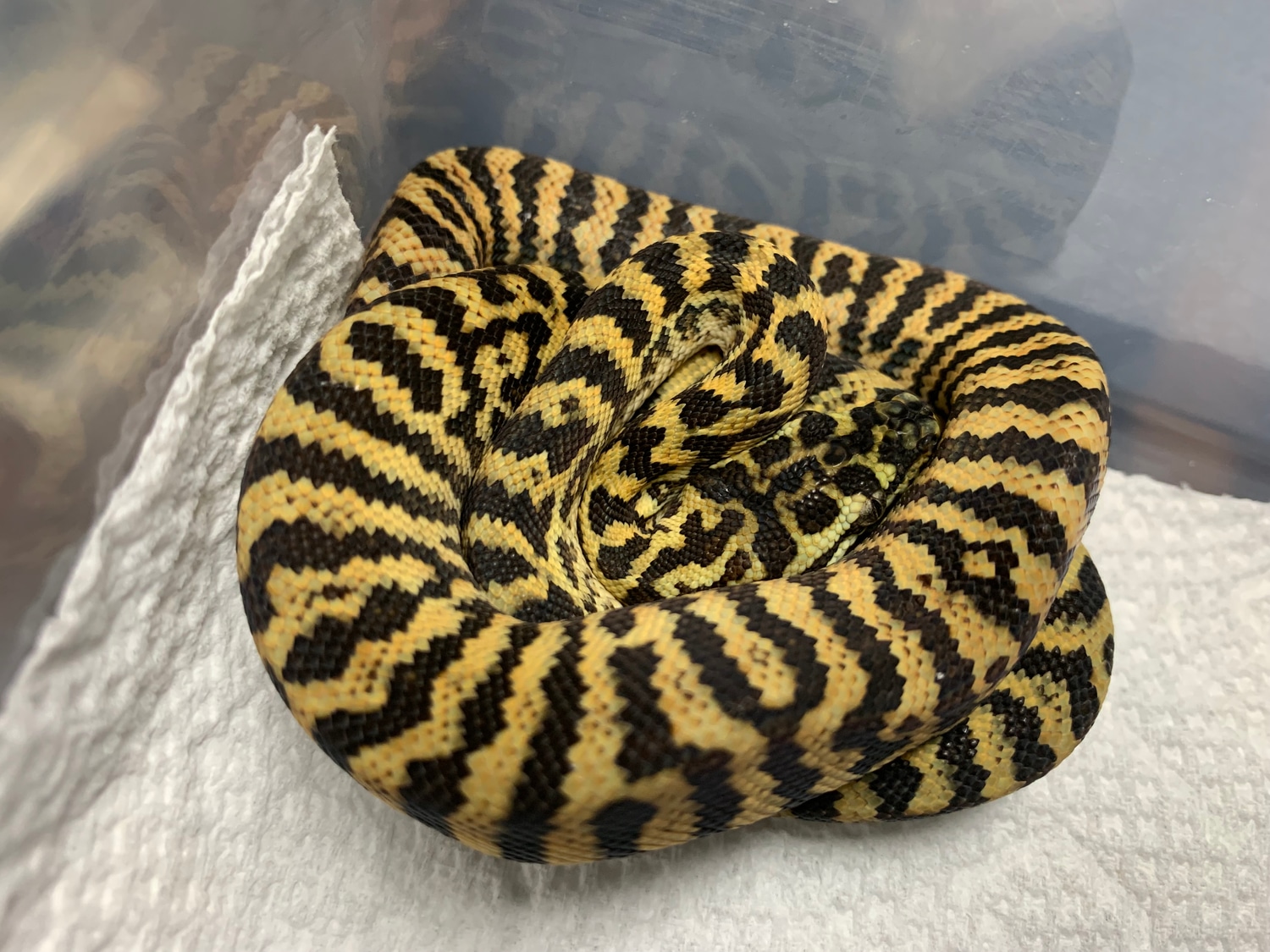 Carpondro 650 Shipped Other Carpet Python by Andrew’s Reptiles
