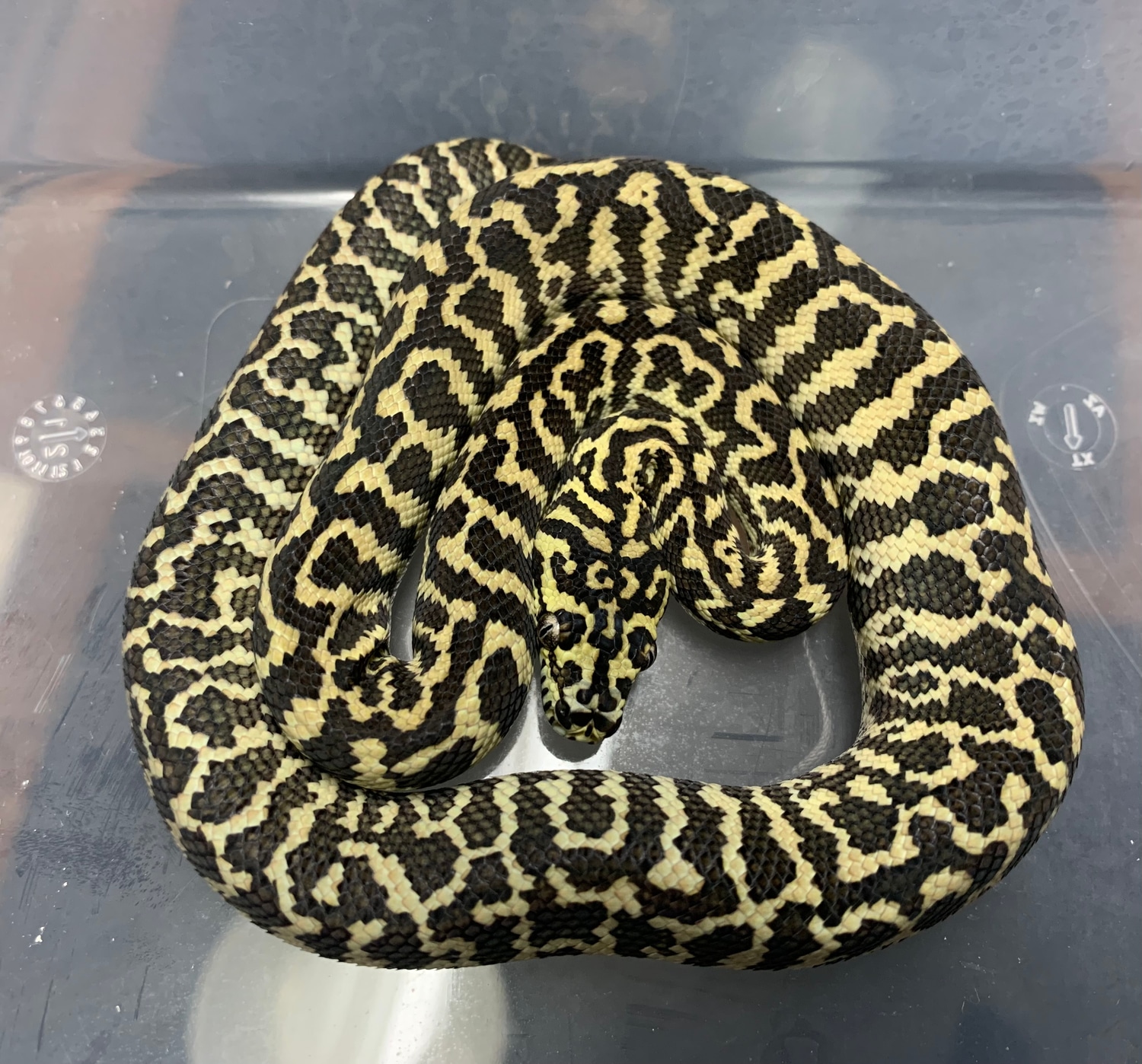 Zebra 600 Shipped Jungle Carpet Python by Andrew’s Reptiles - MorphMarket
