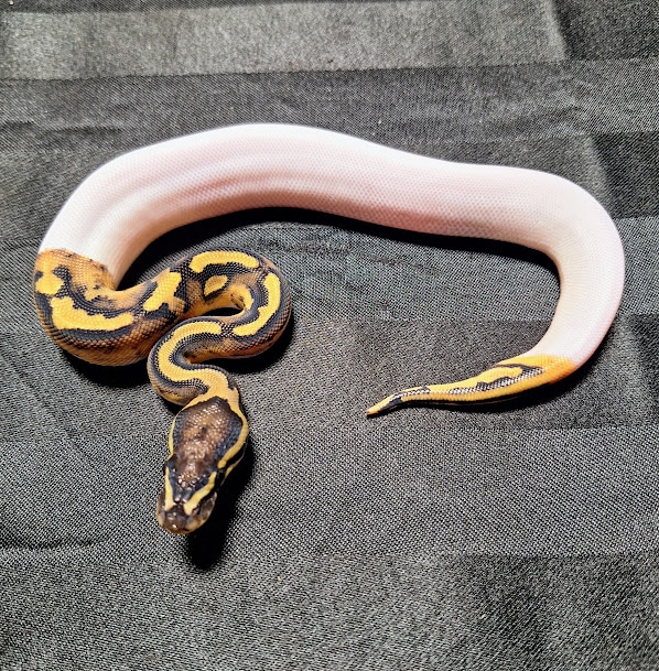 High White Pie Bald Het Vpi Axanthic Ball Python by BCMA Reptiles ...