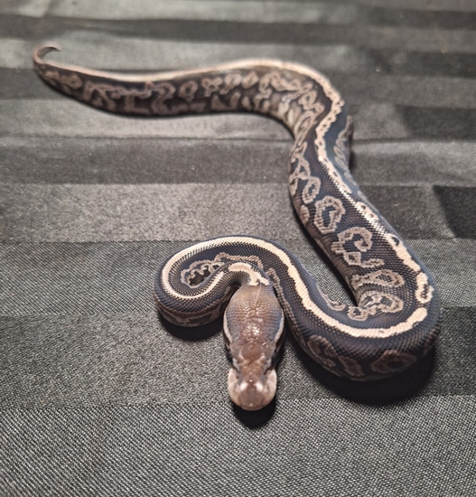 Wow!! Onyx Wow!! Ball Python by BCMA Reptiles