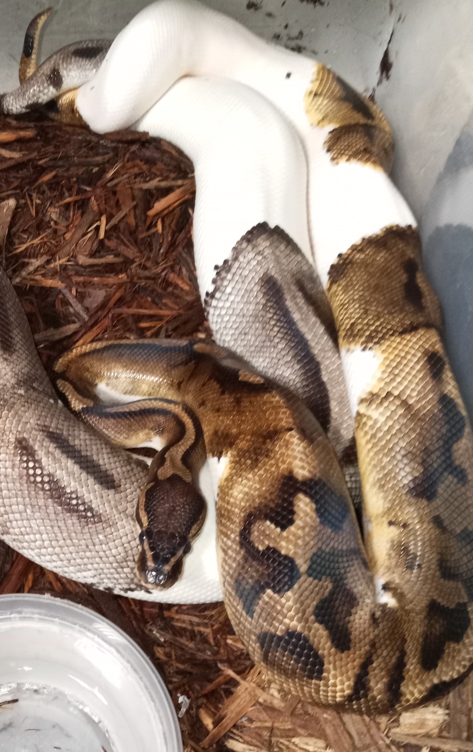 Pie Bald Ball Python by BCMA Reptiles - MorphMarket