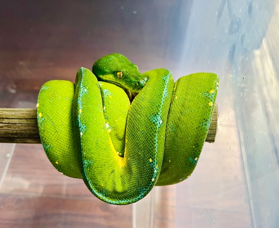 Jayapura GTP Green Tree Python by Andrew’s WildFL