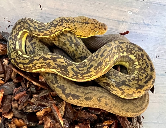 Timor Python by Andrew’s WildFL