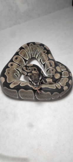 Vpi Axanthic 66% Het Pied Ball Python by ALOMpythons