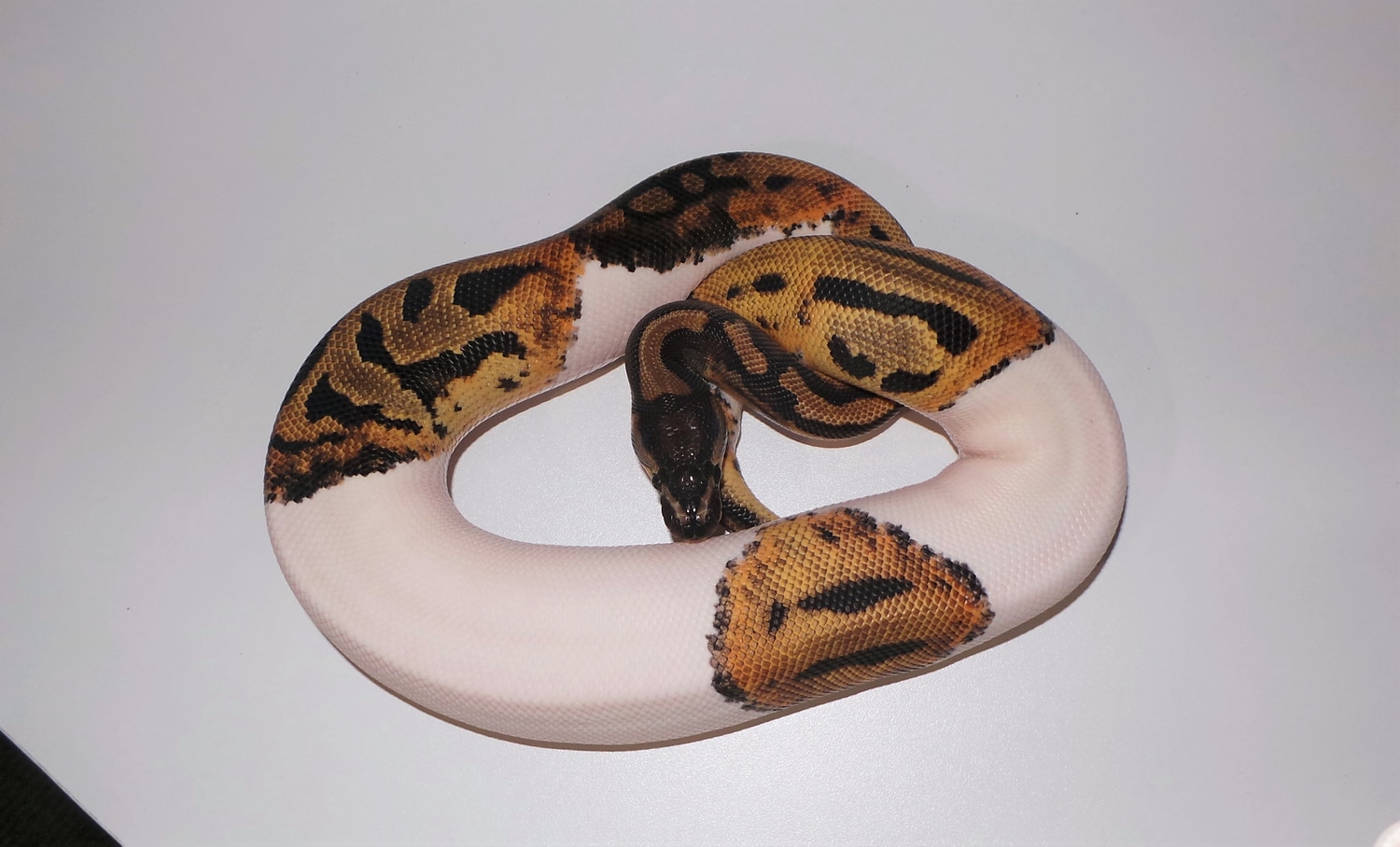 Leopard Pied Ball Python by Nixyn Reptiles - MorphMarket
