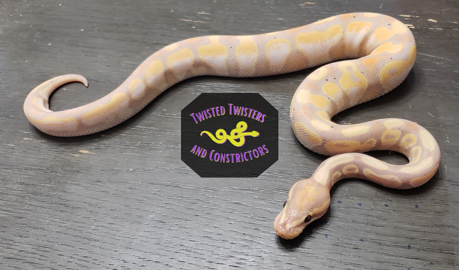 Banana Calico Ball Python by Twisted Twisters and Constrictors