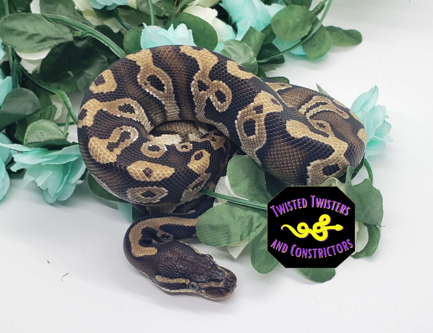 Mojave Ball Python by Twisted Twisters and Constrictors - MorphMarket