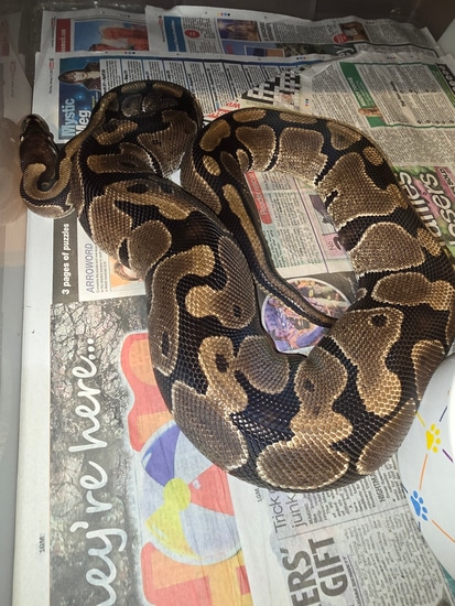 Normal Ball Python by N&P Exotics