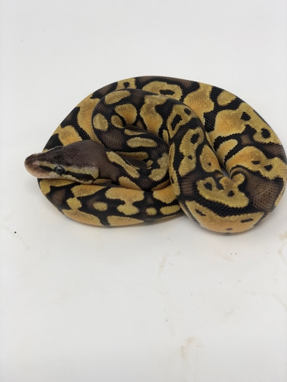 Pastel Enchi OD Pos Het Pied Ball Python by Red Clay Reptiles