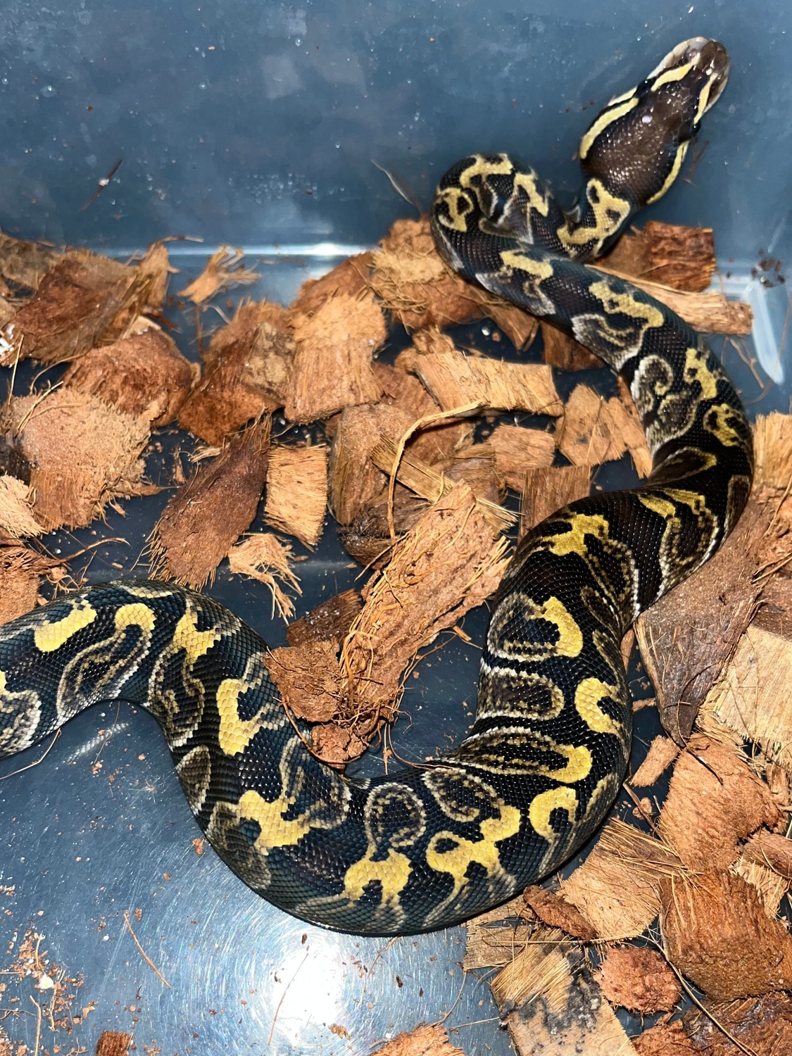 Ghi Het Clown Pos Het Vpi Axanthic Ball Python by SO Daughters Snakes ...