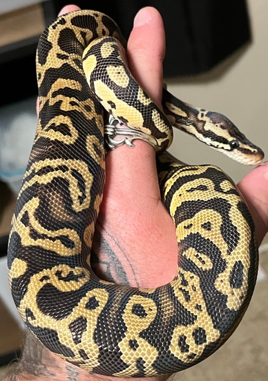 Pastel Mocha Ball Python Acid Mocha Pastel Ball Python by SO Daughters Snakes