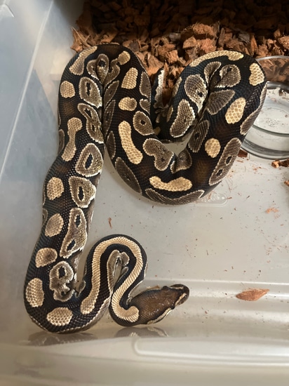 Mocha Female Proven Ball Python by SO Daughters Snakes