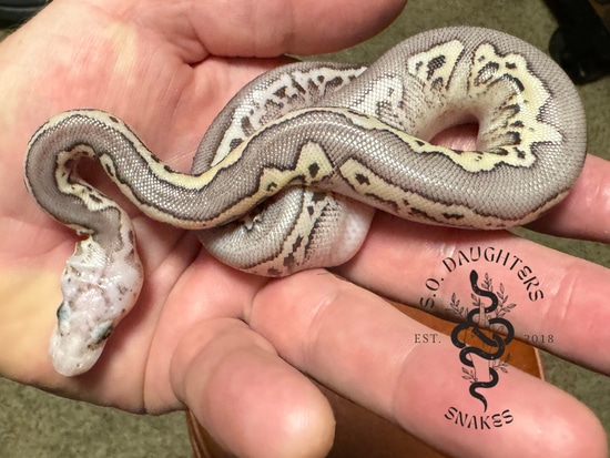 Wookie Red Stripe Bp Pastel Clown Pos Fire Ball Python by SO Daughters ...
