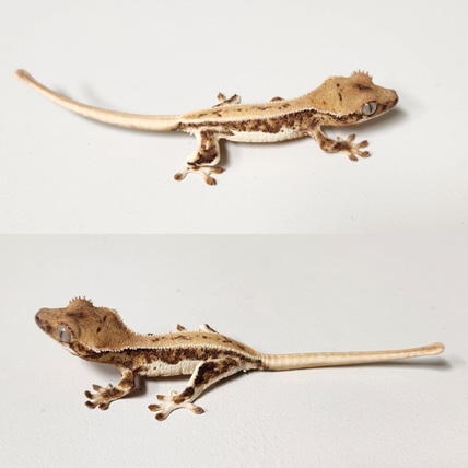 Lilly White (Free Shipping) Crested Gecko