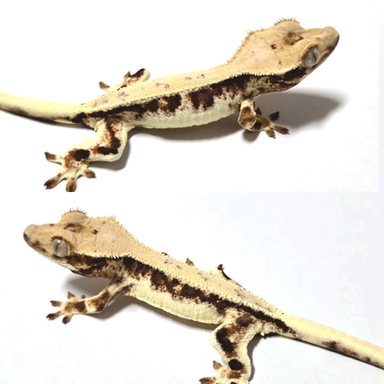 Lilly White Crested Gecko