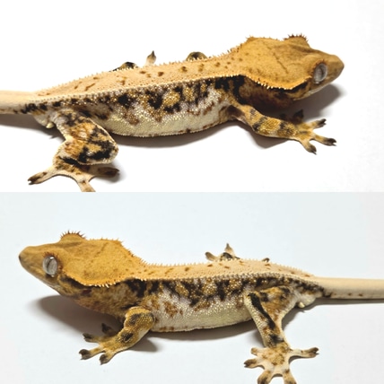 Lilly White Crested Gecko