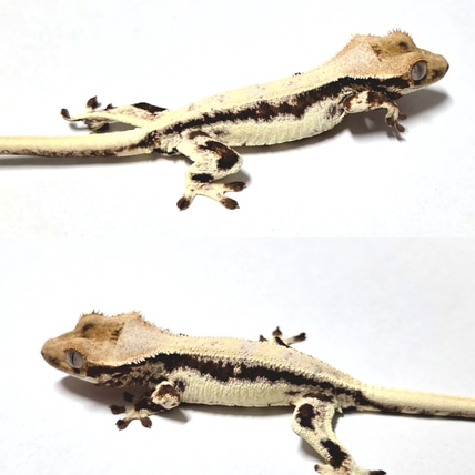 Lilly White Crested Gecko